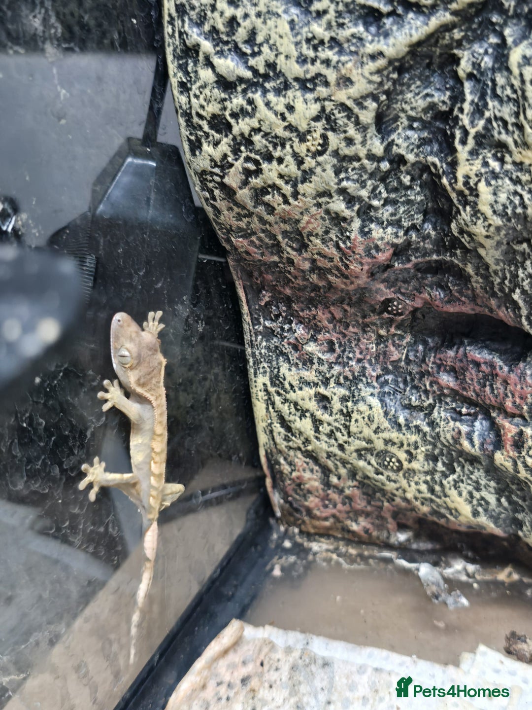 Gecko reptiles for sale: Crested baby gecko - Advert 1