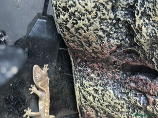 Gecko reptiles Crested baby gecko - Advert 13