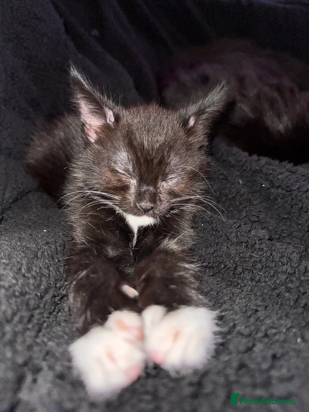 Mixed Breed cats for sale: Kitten  - Advert 6