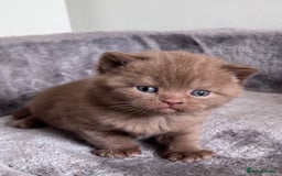 British Shorthair cats for sale: New litter! Champion lines BSH kittens - Image 7