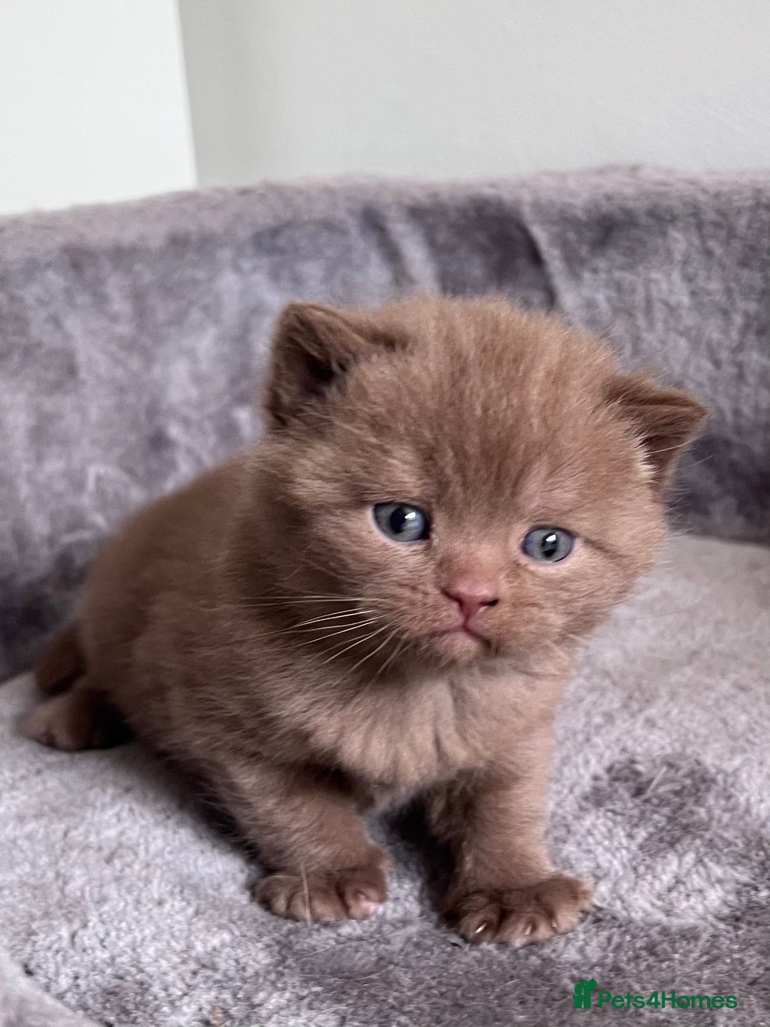 British Shorthair cats for sale: New litter! Champion lines BSH kittens - Image 7