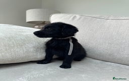 Mixed Breed dogs for sale: 🐾 🧸 *Ready Saturday* Beautiful Doodles 💕🐾 - Image 17