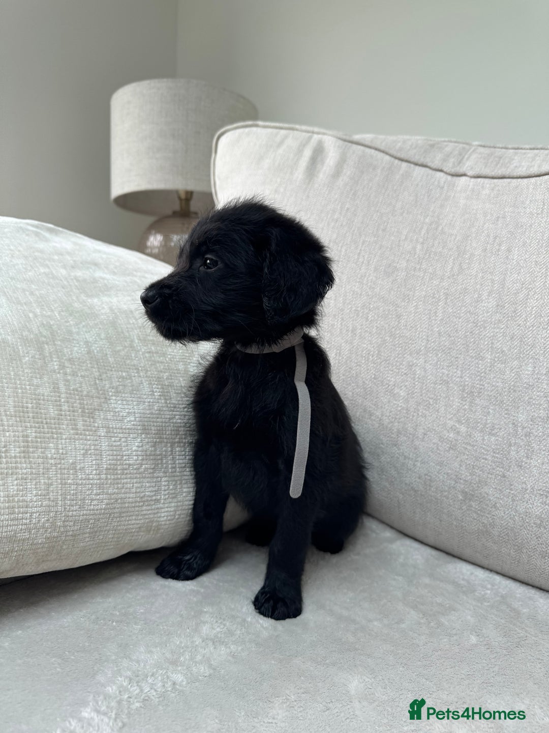 Mixed Breed dogs for sale: 🐾 🧸 *Ready Saturday* Beautiful Doodles 💕🐾 - Image 17