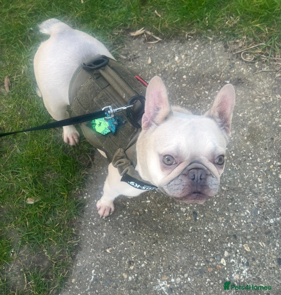 French Bulldog dogs Looking for a new home for the gorgeous Odyssey - Advert 7
