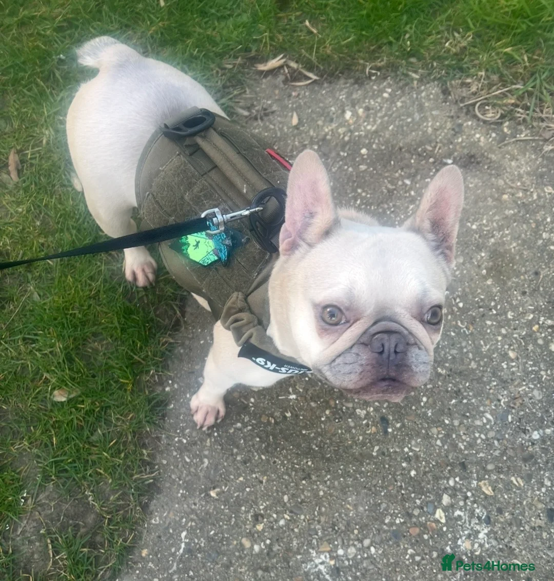 French Bulldog dogs for sale: Looking for a new home for the gorgeous Odyssey - Advert 1