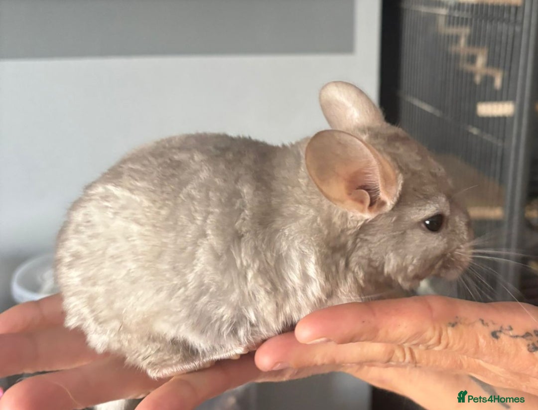Chinchilla rodents for sale: Beige male chinchilla kits ready to reserve  - Image 7