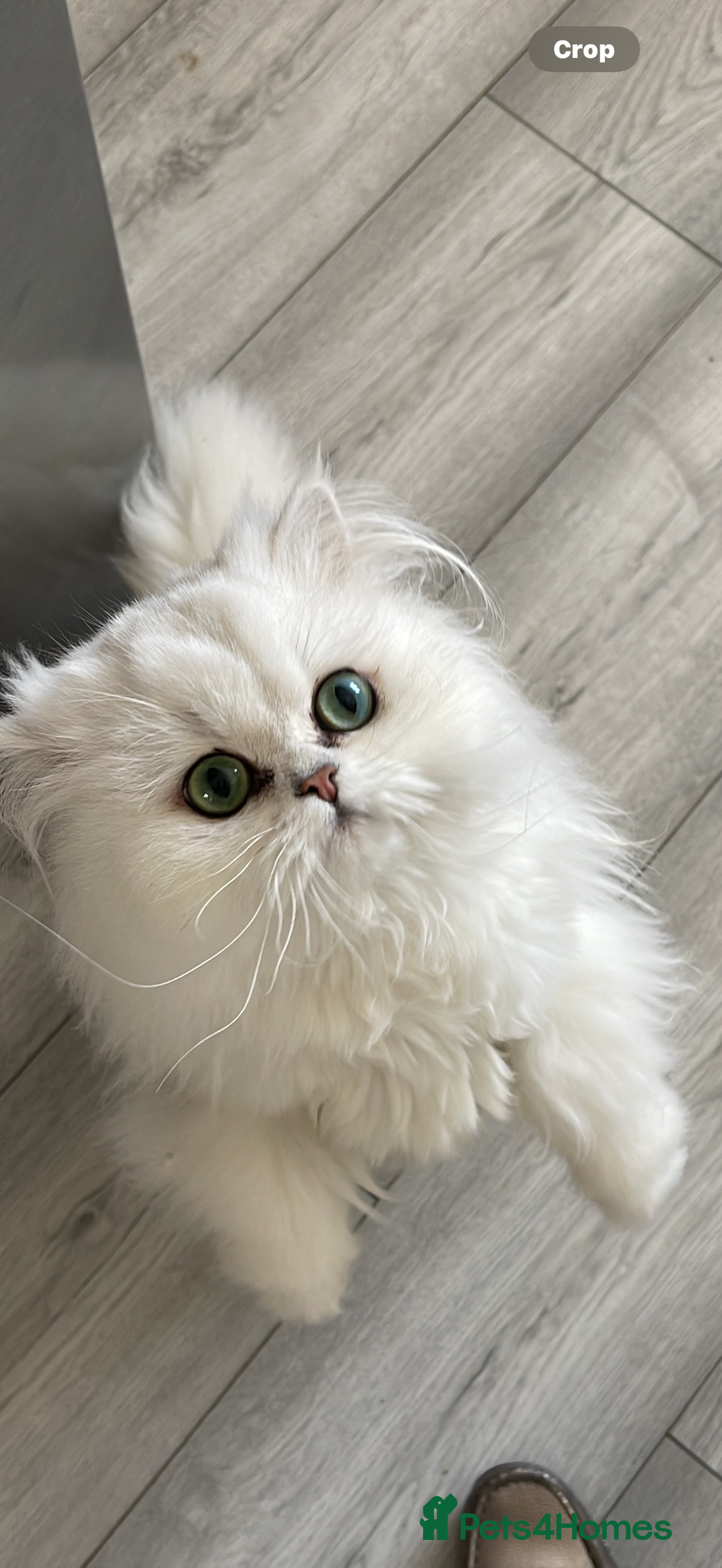 Persian cats for sale: Persian chinchilla female  - Advert 11