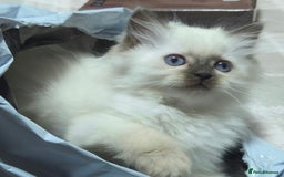 Ragdoll cats for sale: 💕Gccf registered ragdoll chocolate point girl 💕 - Image 4
