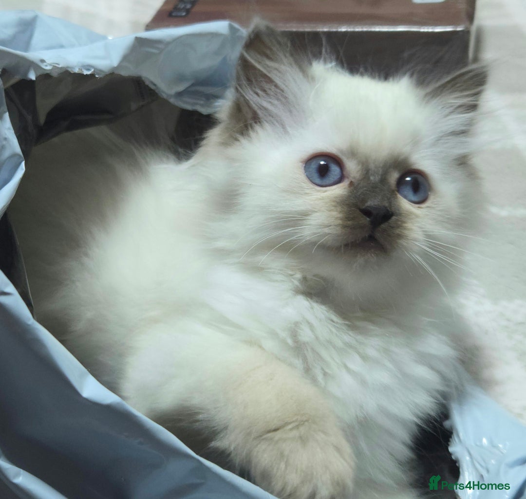 Ragdoll cats for sale: 💕Gccf registered ragdoll chocolate point girl 💕 - Image 4