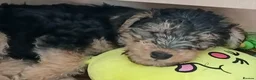 Lakeland Terrier dogs for sale: SHOW KC Registered Lakeland Terrier  - Advert 4