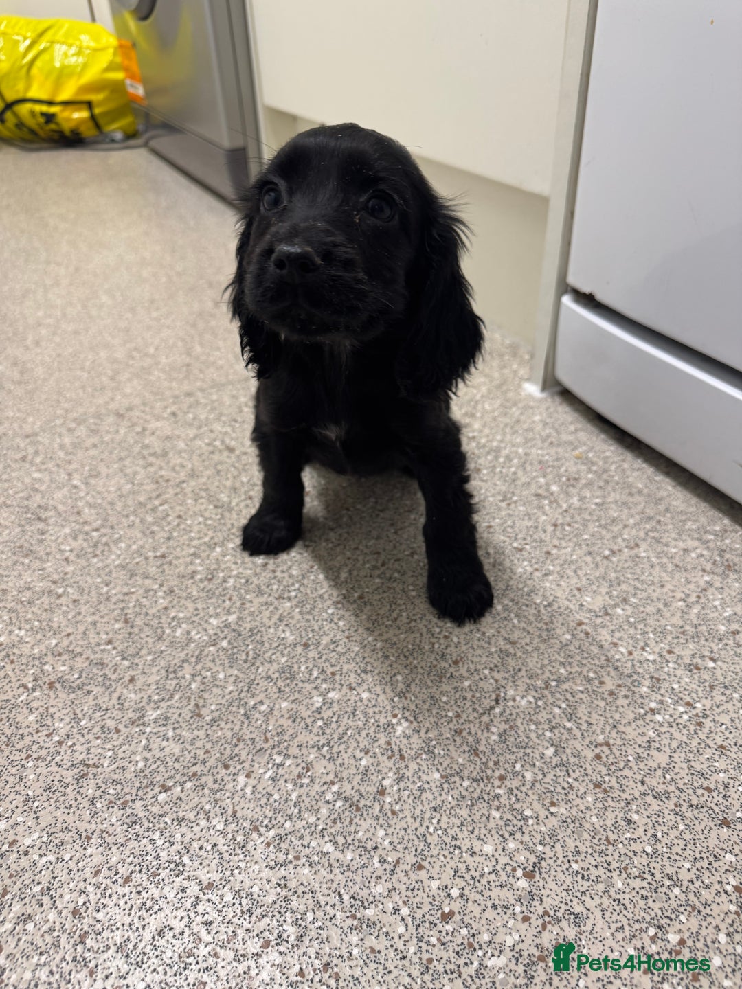 Cocker Spaniel dogs for sale: Show type cocker spaniel puppies  - Image 12