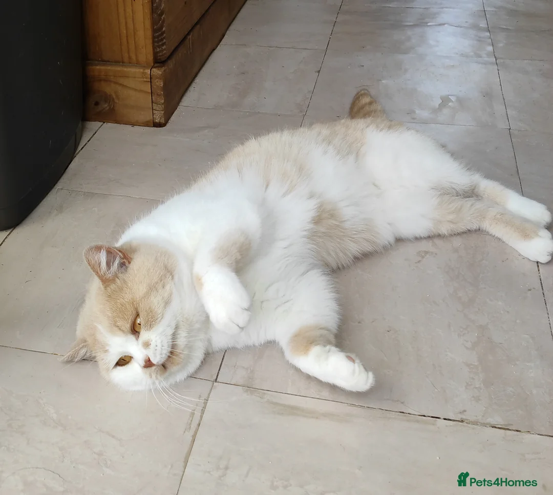 British Shorthair cats for stud: GCCF/TICA proven cream and white bicolour stud  in London - Advert 4