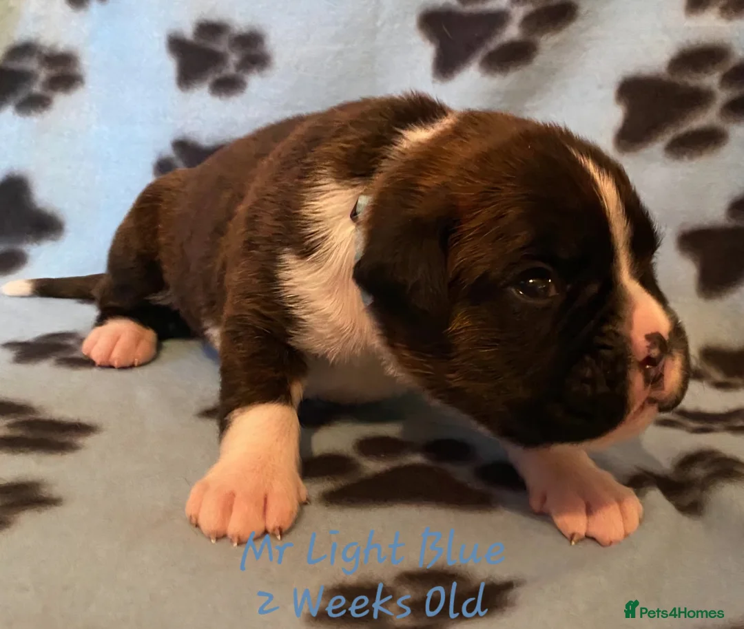 Boxer dogs for sale: 3 Brindle Puppies Available - Advert 14