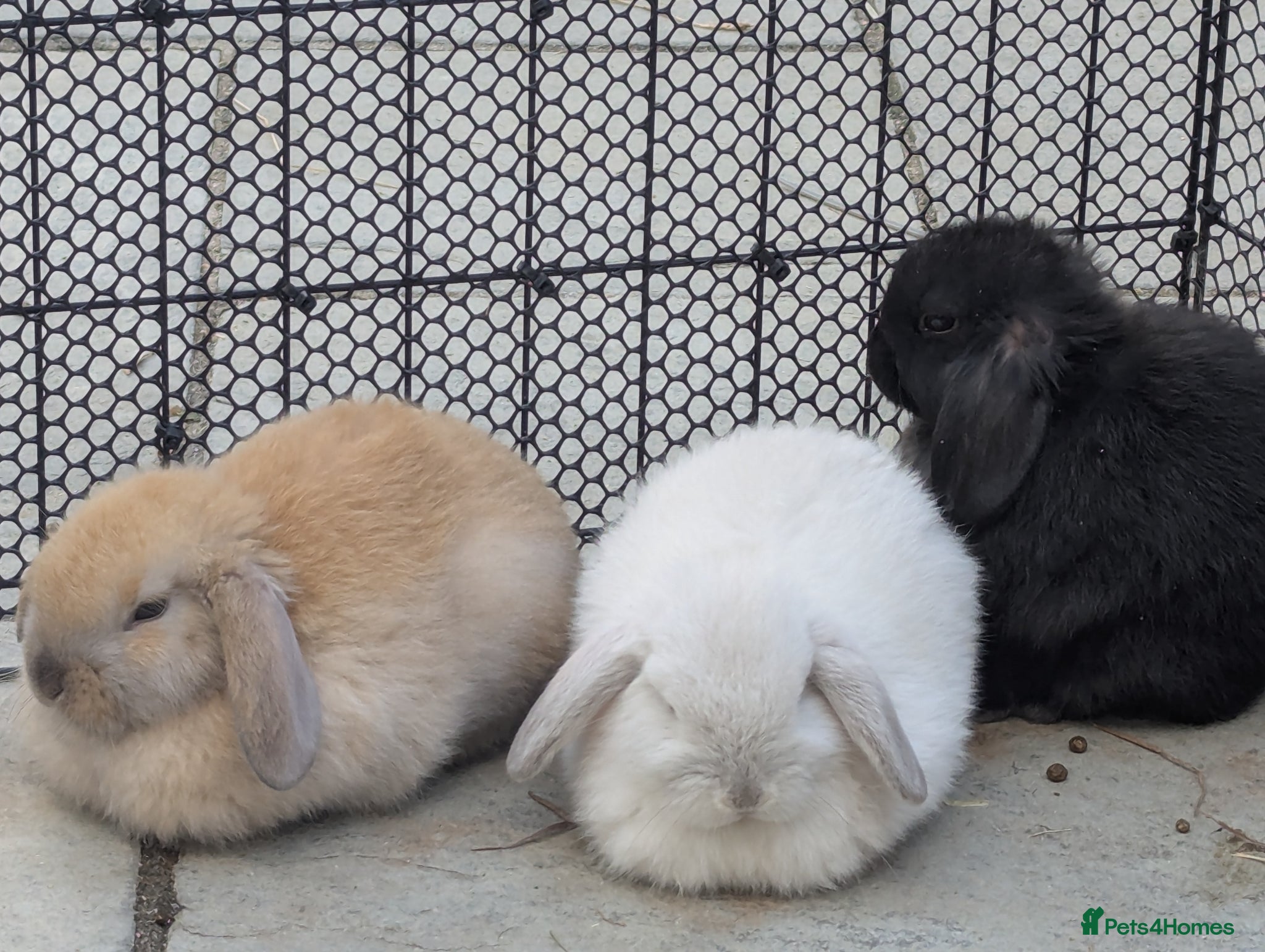 Mini Lop rabbits Mini lop  - Advert 12