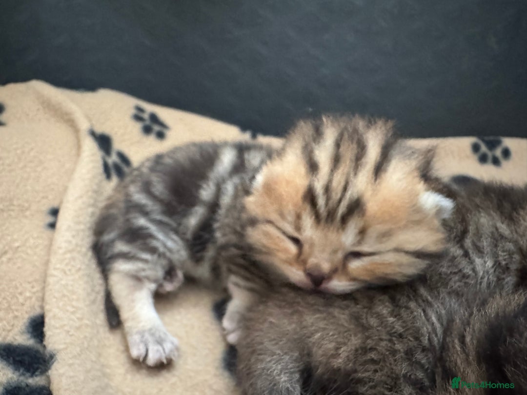 British Shorthair cats for sale: British Shorthair X Scottish Fold - Advert 4