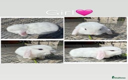 Mini Lop rabbits for sale: 1 female purebred mini lop & 2 female plush lops - Image 1