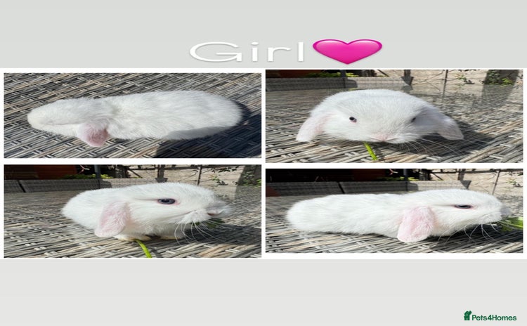 Mini Lop rabbits - Advert 2