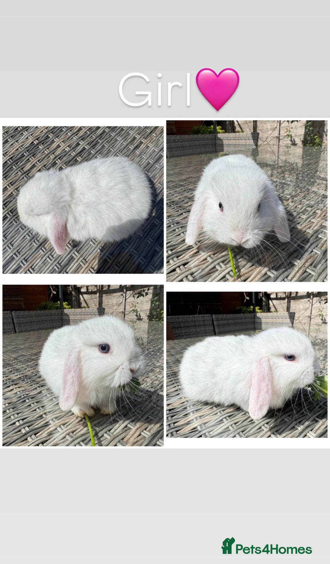 Mini Lop rabbits for sale: 1 female purebred mini lop & 2 female plush lops - Image 1