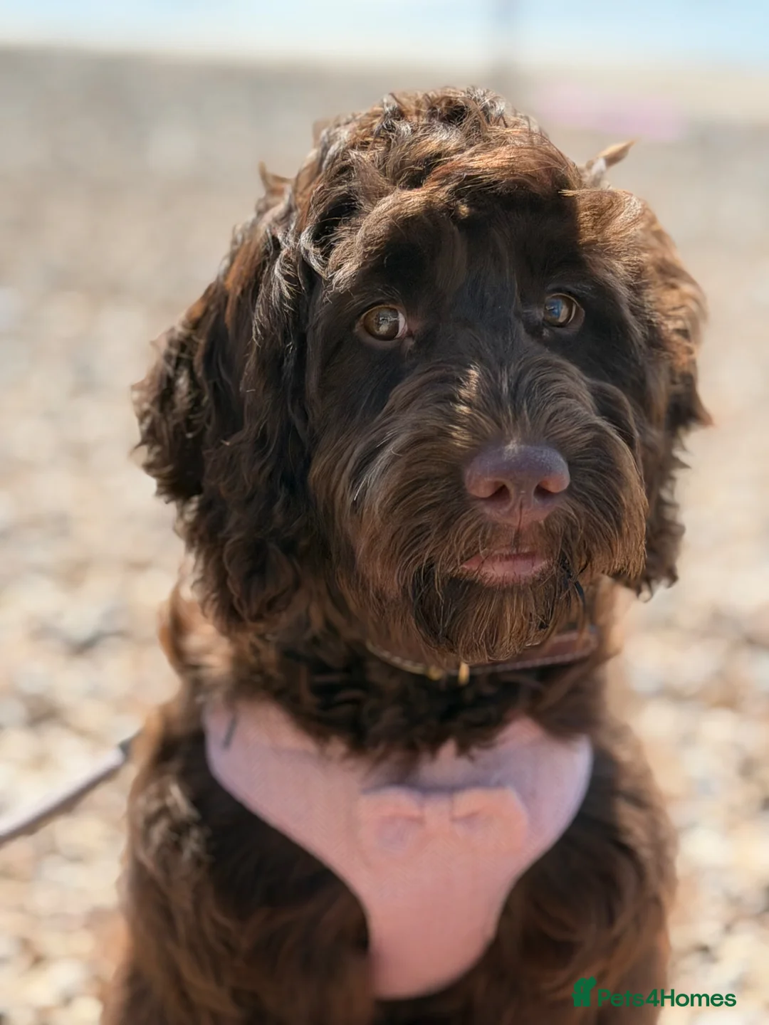 Cockapoo dogs for sale: Beautiful female F1 Cockapoo 5 months old - Advert 1