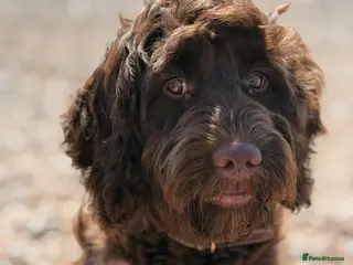 Cockapoo dogs Beautiful female F1 Cockapoo 5 months old - Advert 2