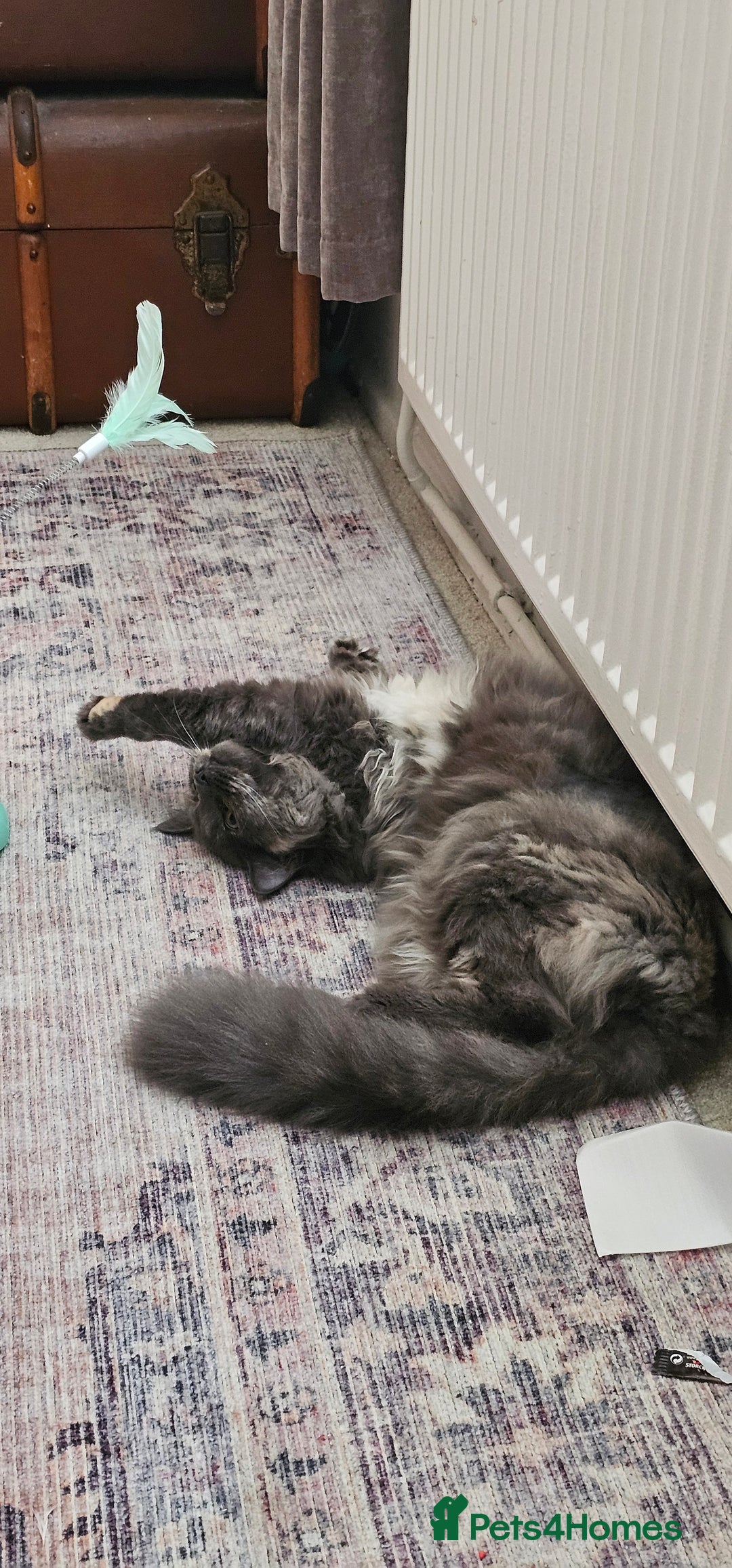 Maine Coon cats for sale:  maincoon  - Advert 5