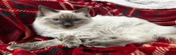 Ragdoll cats for sale: 3 Cute Ragdoll Kittens (Discounts available) - Advert 8