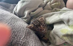 Mixed Breed cats for sale: Kittens tabby - Image 1