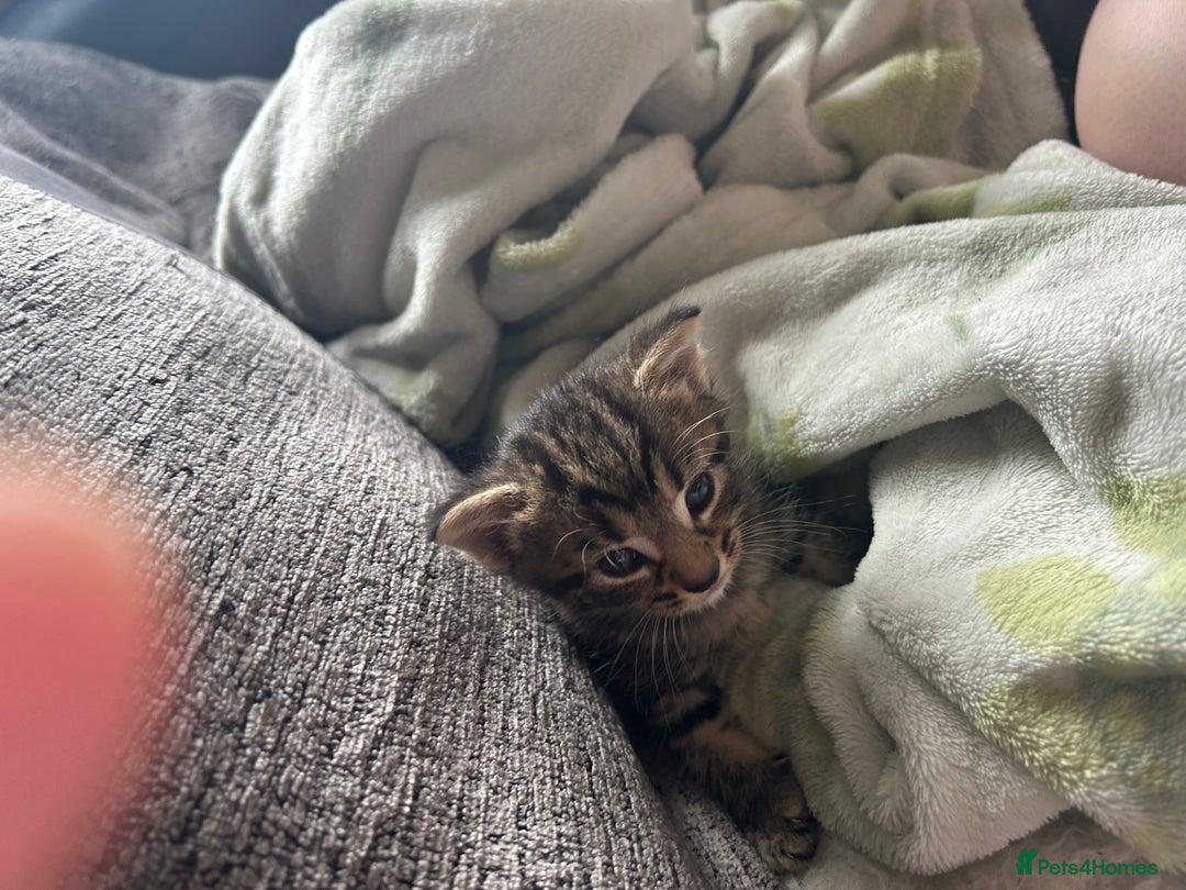 Mixed Breed cats for sale: Kittens tabby - Image 1
