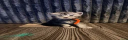 Maine Coon cats for sale: TICA Registered Maine Coon Kittens - Advert 9