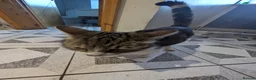 Mixed Breed cats for sale: Kittens for sale  in Birmingham - Advert 2