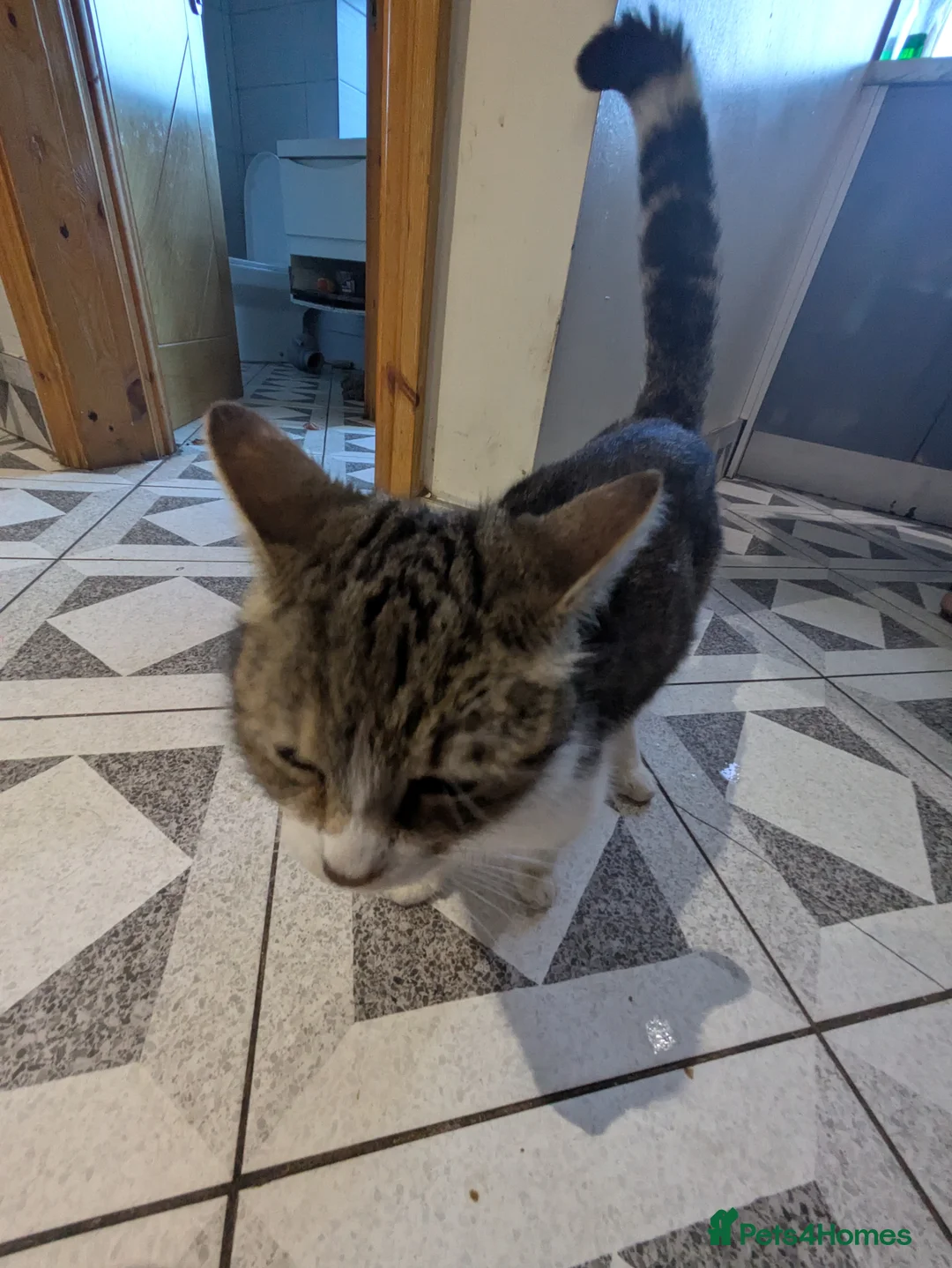 Mixed Breed cats for sale: Kittens for sale  in Birmingham - Advert 2