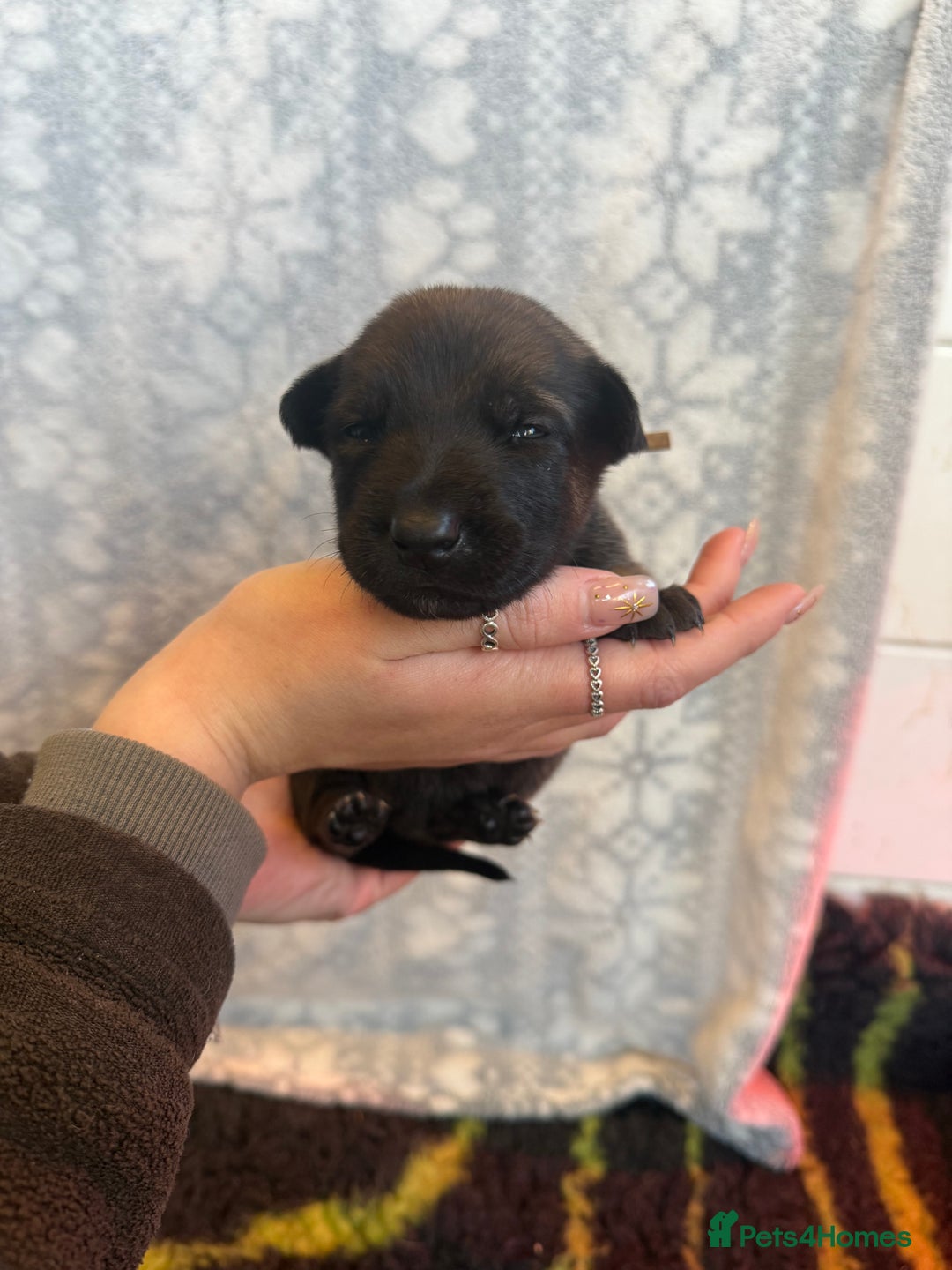 Belgian Shepherd Dog dogs for sale: KC Registered & Health Tested Belgian Malinois - Advert 8