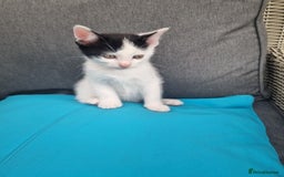 Mixed Breed cats for sale: Kitten for sale - Image 2