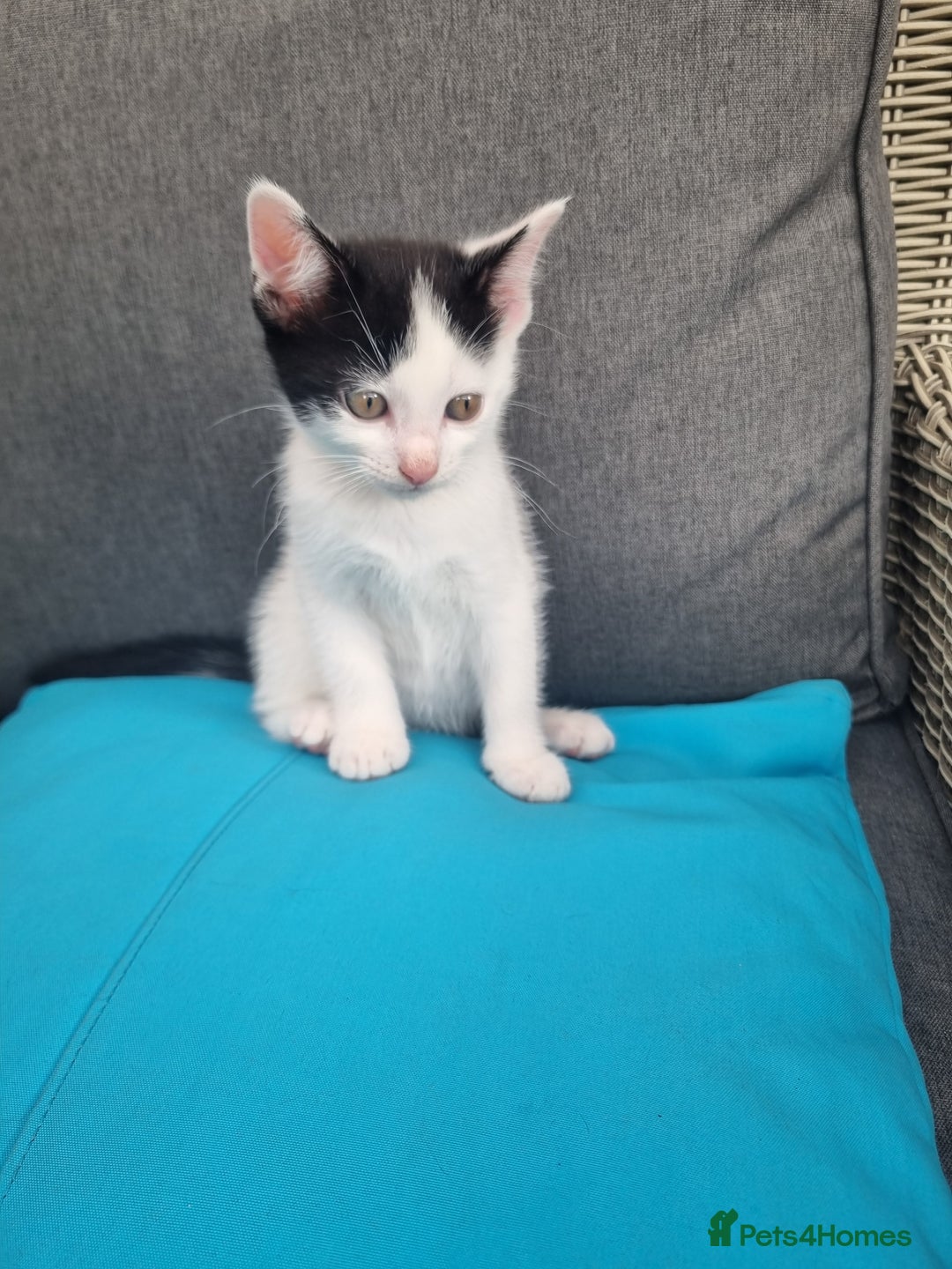Mixed Breed cats for sale: Kitten for sale - Image 2