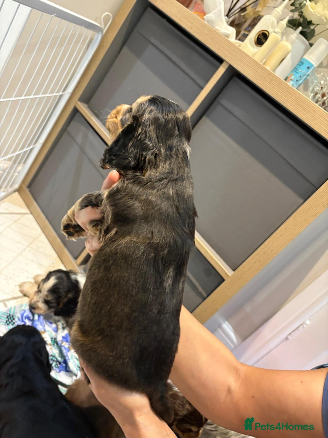 Cocker Spaniel dogs for sale: Pure show type KC reg DNA health test  - Advert 22