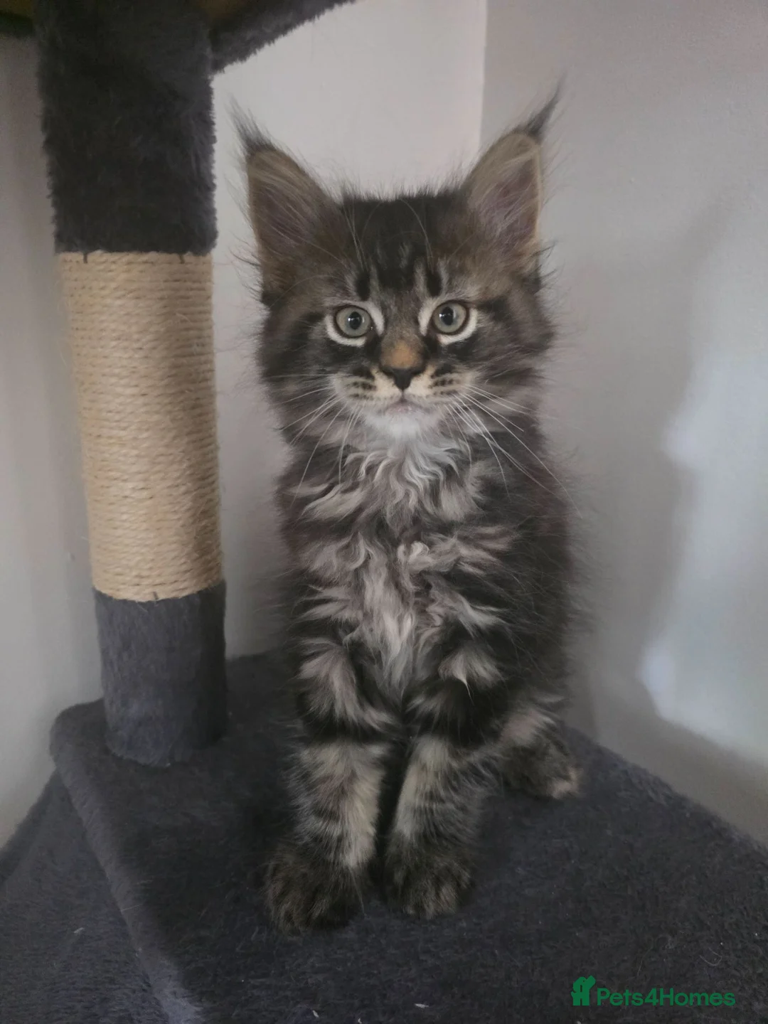 Maine Coon cats for sale: Ready now adorable maine coon Kittens 4bs & 1g - Advert 2