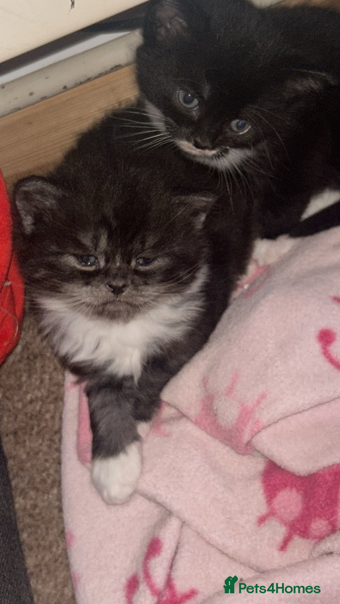 British Longhair cats British Longhaired  - Advert 1