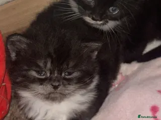 British Longhair cats British Longhaired - Advert 1