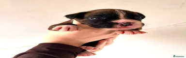 Boxer 2