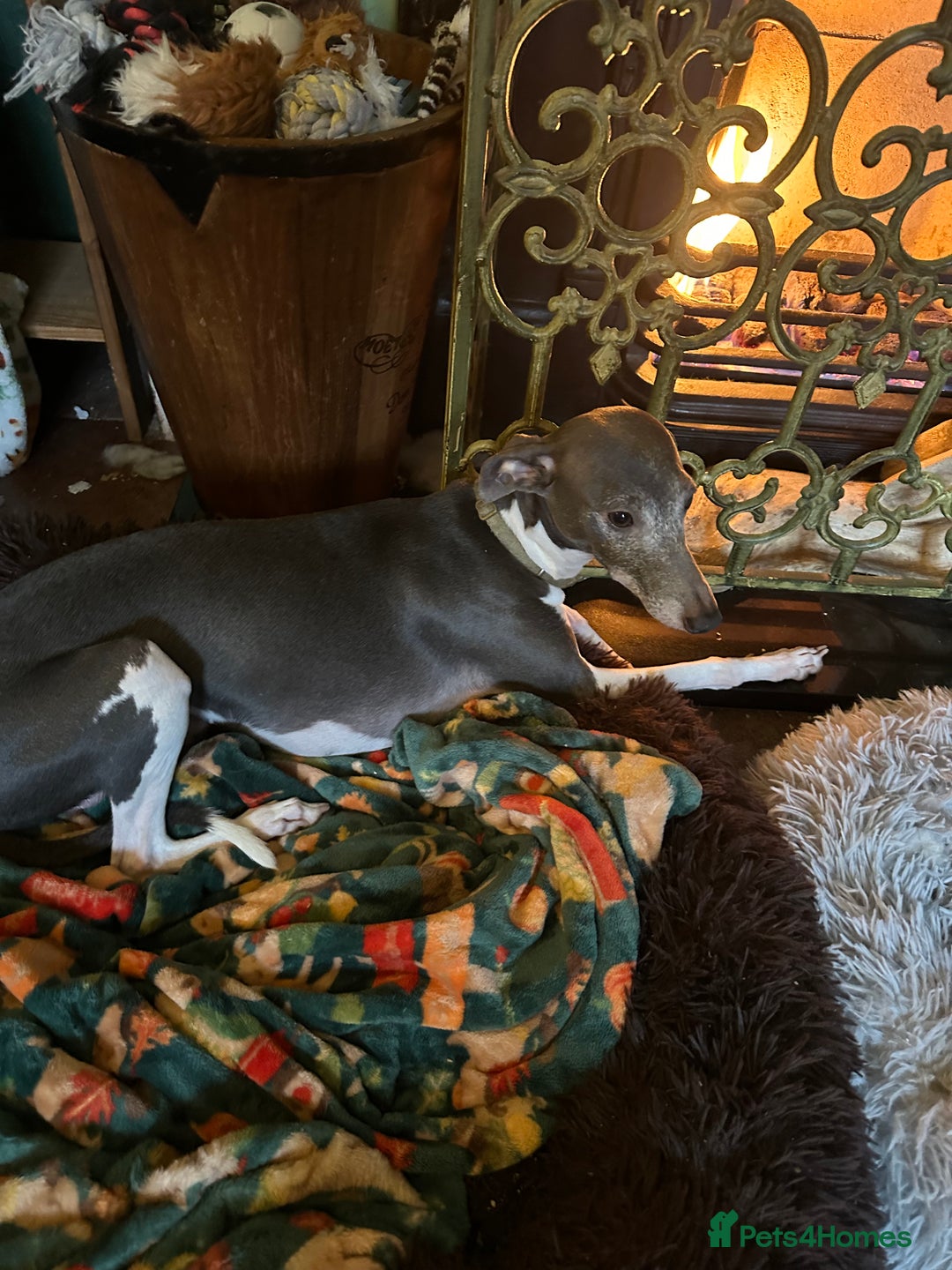 Mixed Breed dogs for sale: Whippet x Italian Greyhound Pups - Advert 23