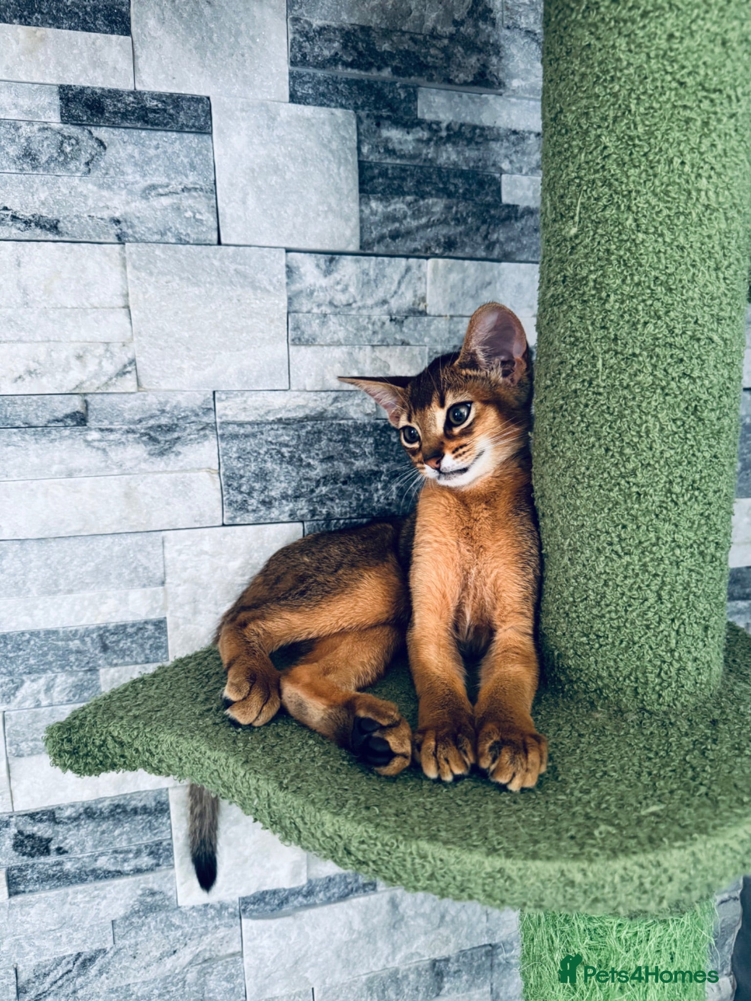 Abyssinian cats Ready for new home pedigree abbysinian kittens!!! - Advert 2