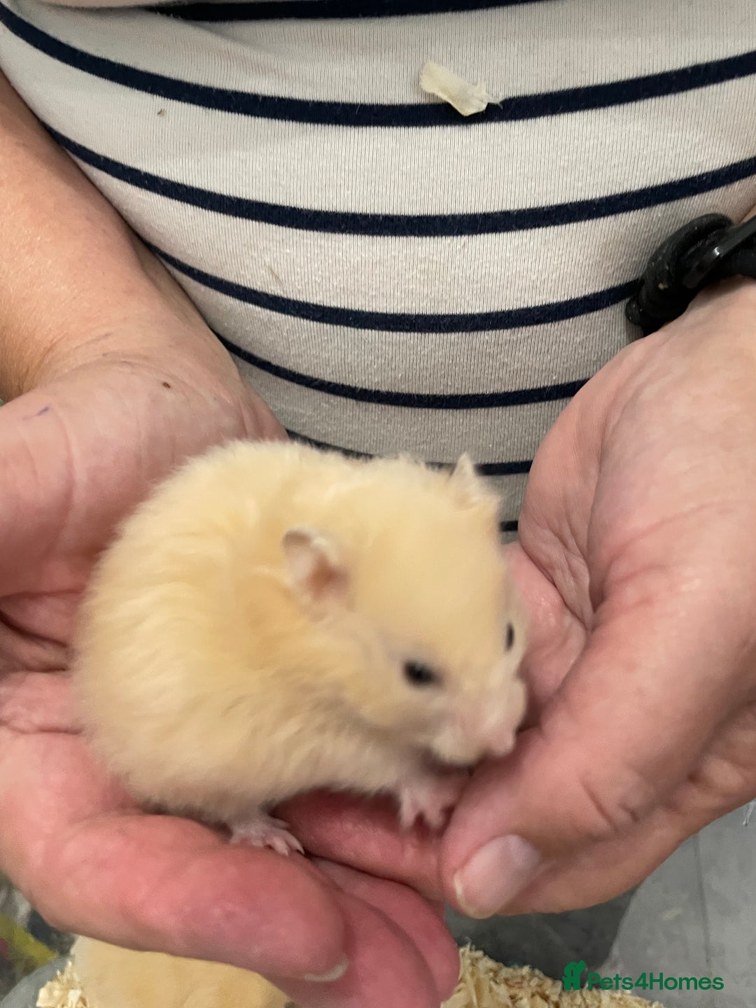 Hamster rodents for sale: Baby Syrian hamsters from show stock  - Image 24
