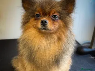 Pomeranian dogs Orange Sable Pomeranian Girl - Advert 2