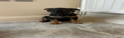 German Shepherd dogs for sale: German shepherd puppies for sale  - Advert 3