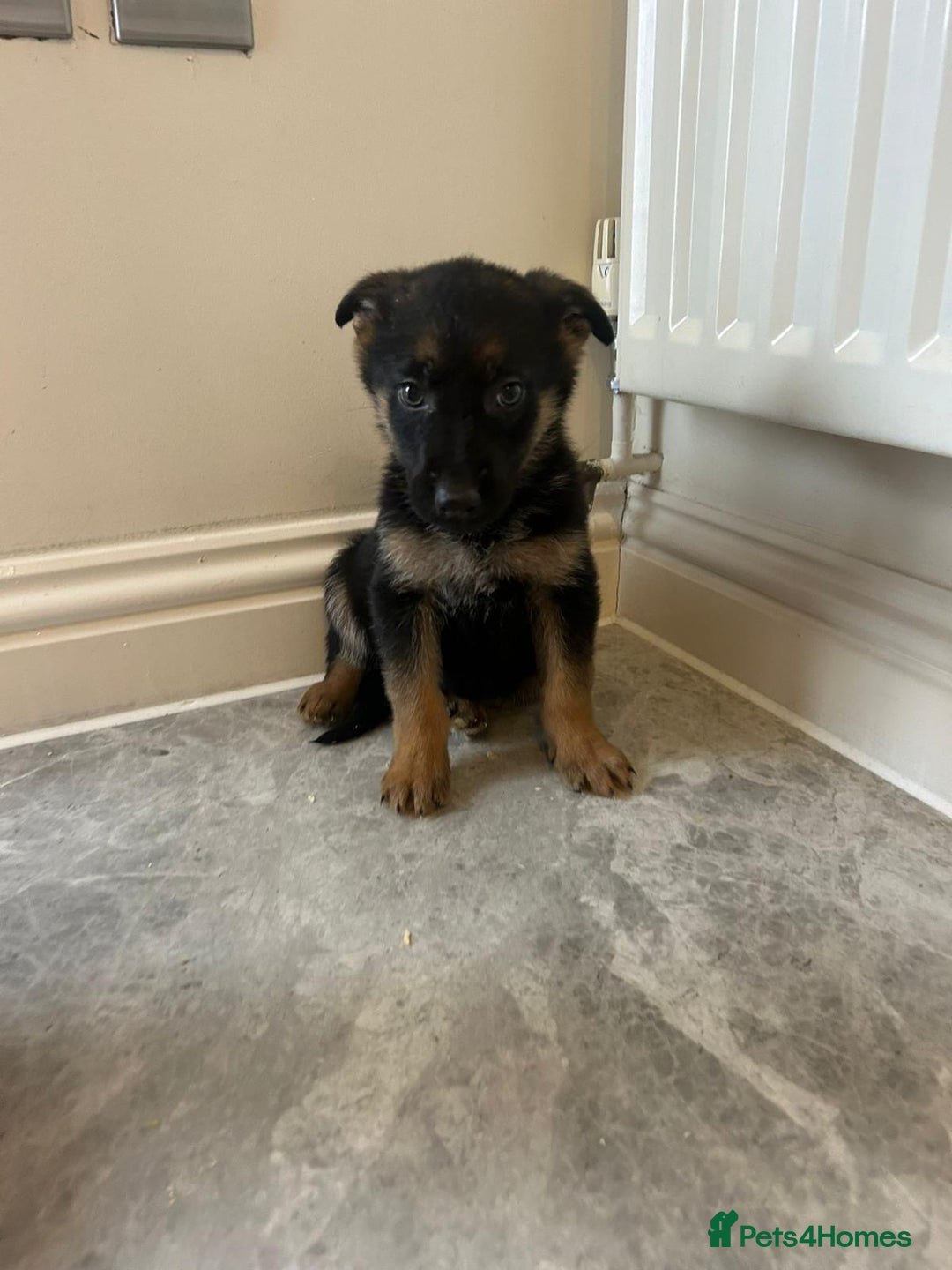 German Shepherd dogs for sale: German shepherd puppies for sale  - Advert 3