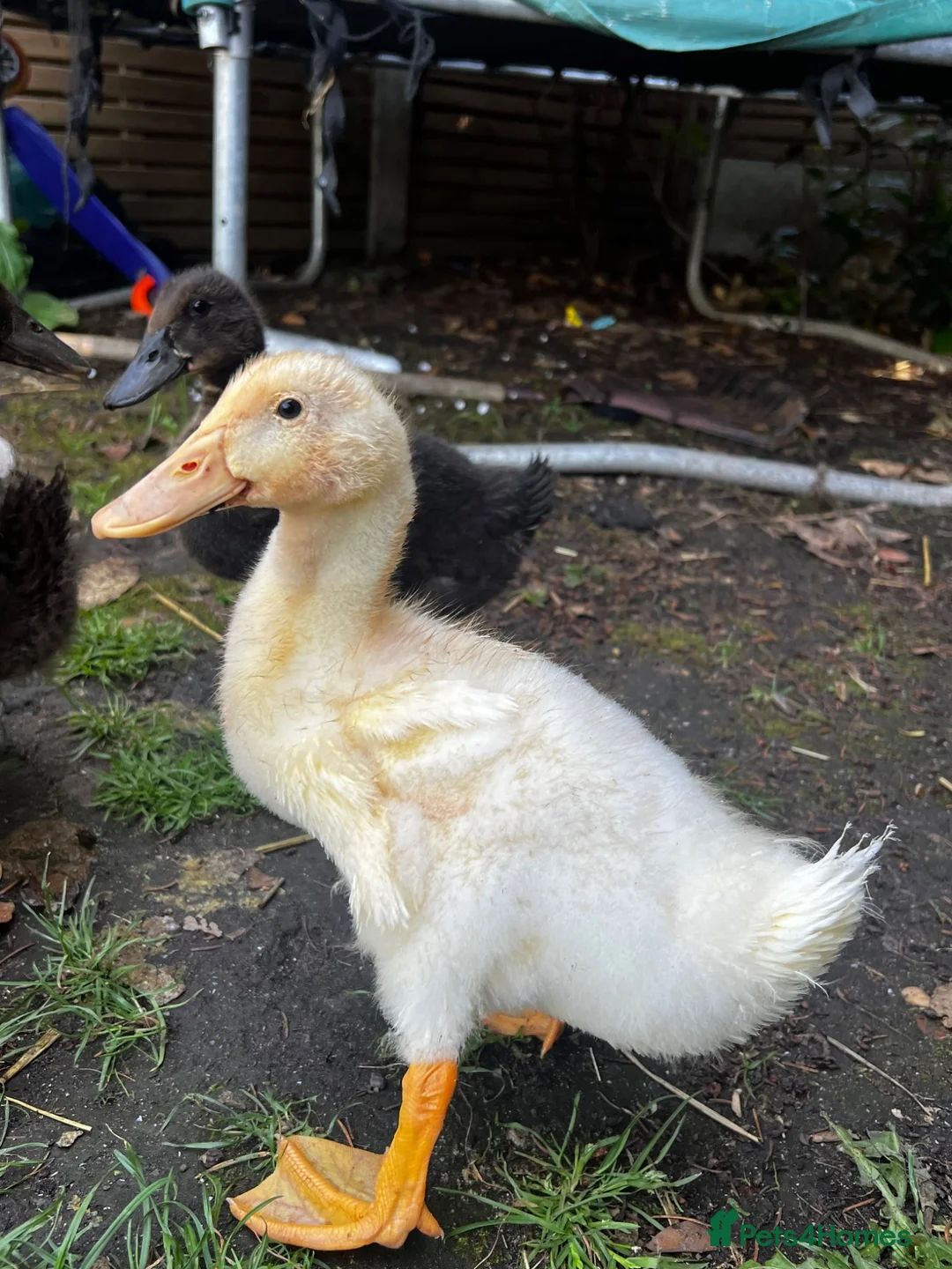 Ducks poultry for sale: Mixed ducks - Advert 1