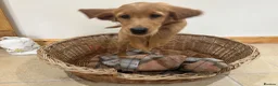 Golden Retriever dogs for sale: Quality KC Registered Golden Retriever Puppies - Advert 35