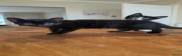 Domestic Shorthair cats for sale: Beautiful Loving Kittens, ready Now, Family Raised in Southport - Advert 4