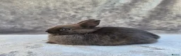 Netherland Dwarf rabbits for sale: Siamese Smoke Buck & Black Self Doe – 8 Weeks Old - Advert 3