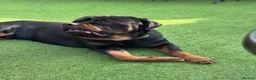 Rottweiler dogs for stud: 65kg Rottweiler for stud - Advert 3